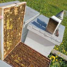 Load image into Gallery viewer, Honeybee hive visit & demo (Available only in season)
