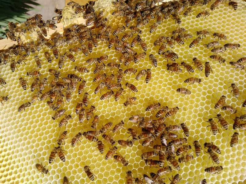 Should I worry about bee stings?