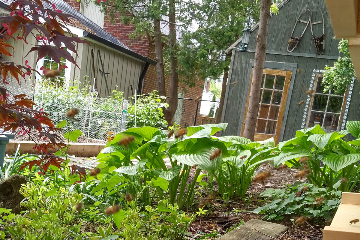 How many bees are there in Toronto? – Bee Local 416