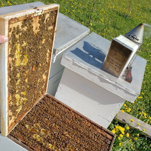 Visite et démo de la ruche abeille