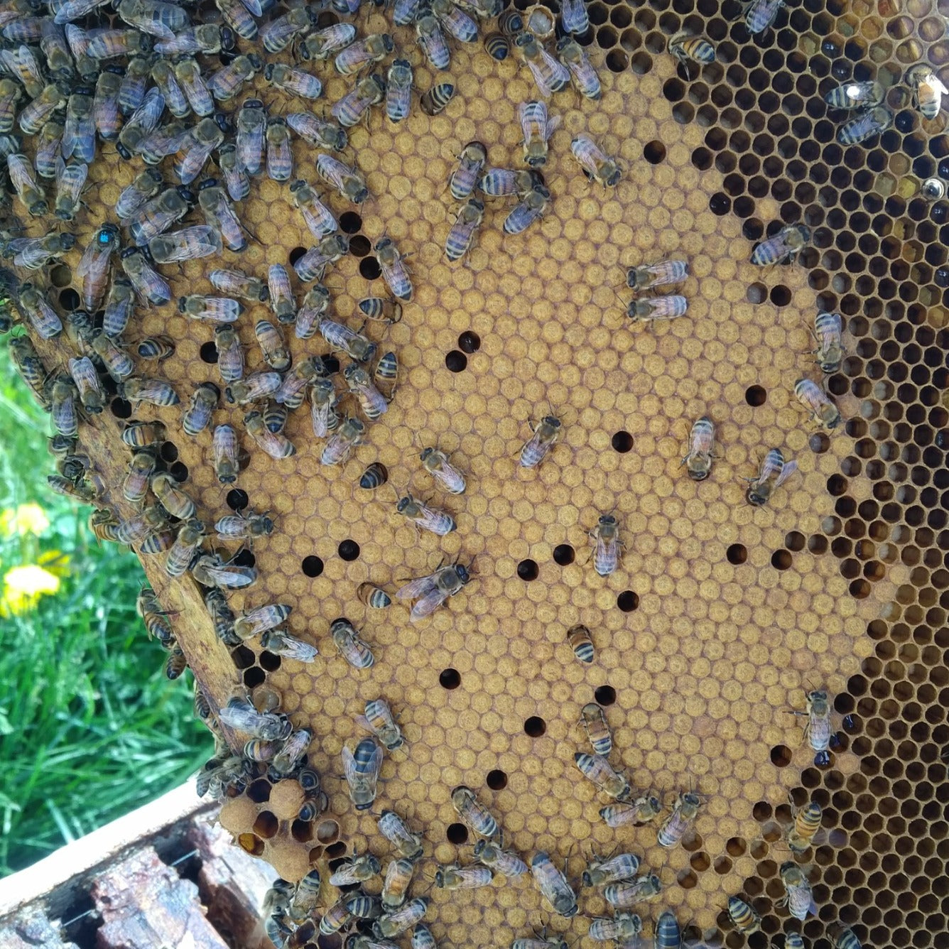 Visite et démo de la ruche abeille – Bee Local 416