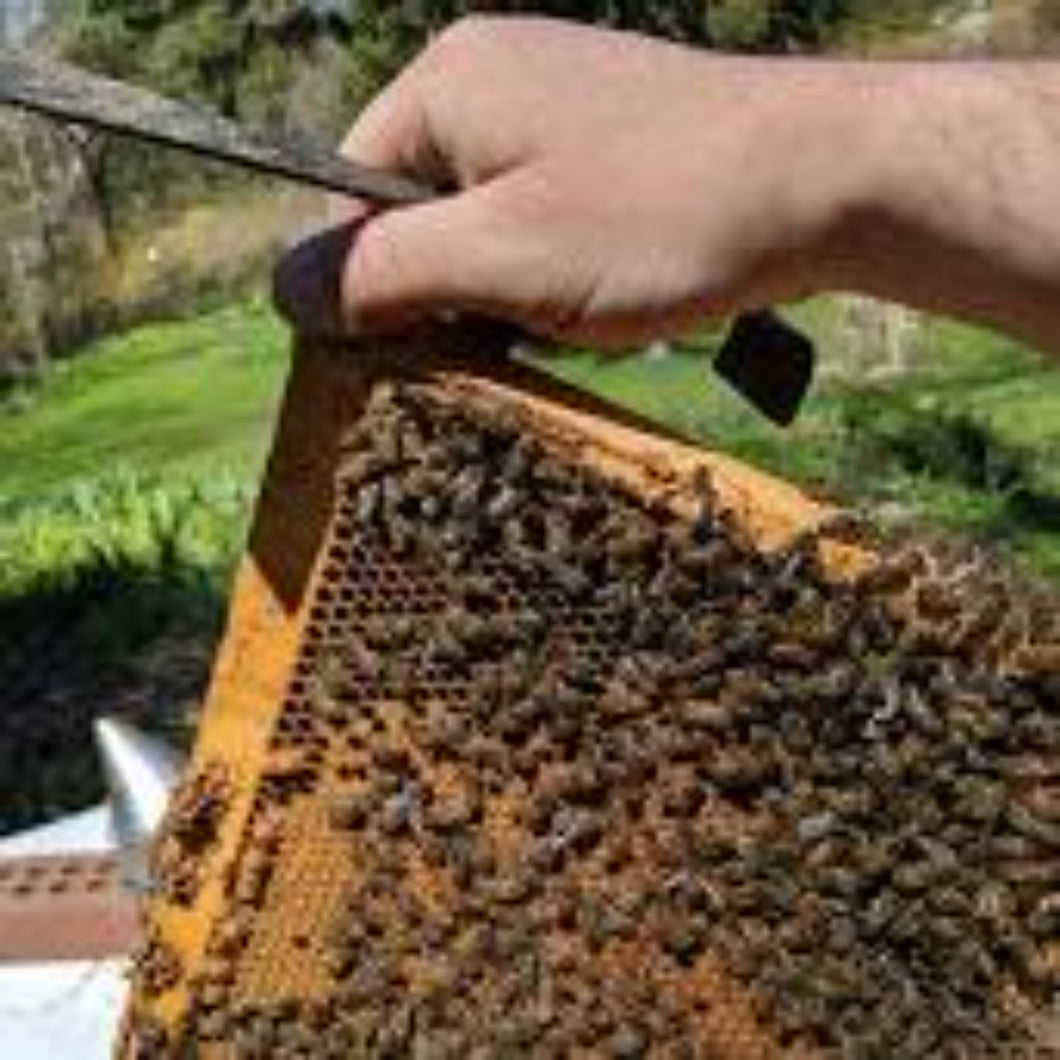 Honeybee hive visit & demo (Available only in season)